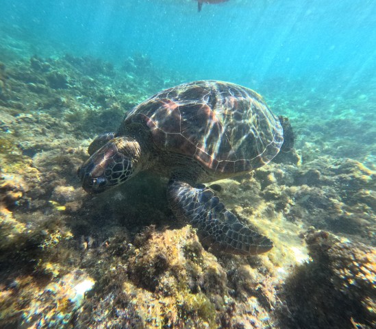 Visit Private Tour PAMILACAN Island Turtle & Dolphin Watching in Bohol
