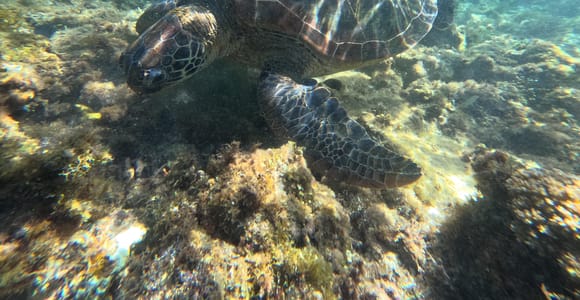 Bohol Premium Pamilacan Island Tour
