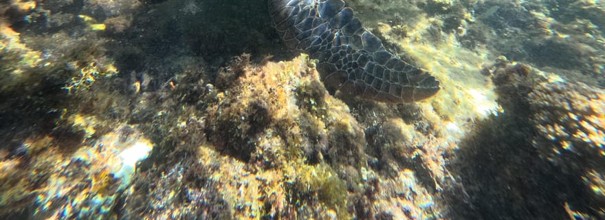 Bohol PAMILACAN Island Observation des tortues et des dauphins