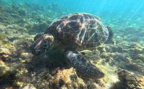 Private Tour PAMILACAN Island Turtle & Dolphin Watching