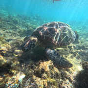 Bohol Premium Pamilacan Island Tour
