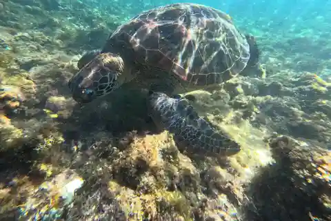 Bohol PAMILACAN Island Turtle & Dolphin Watching
