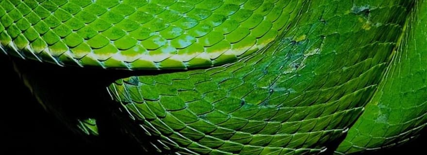 Santa Elena : Refuge de faune et de flore Monteverde visite nocturne à pied