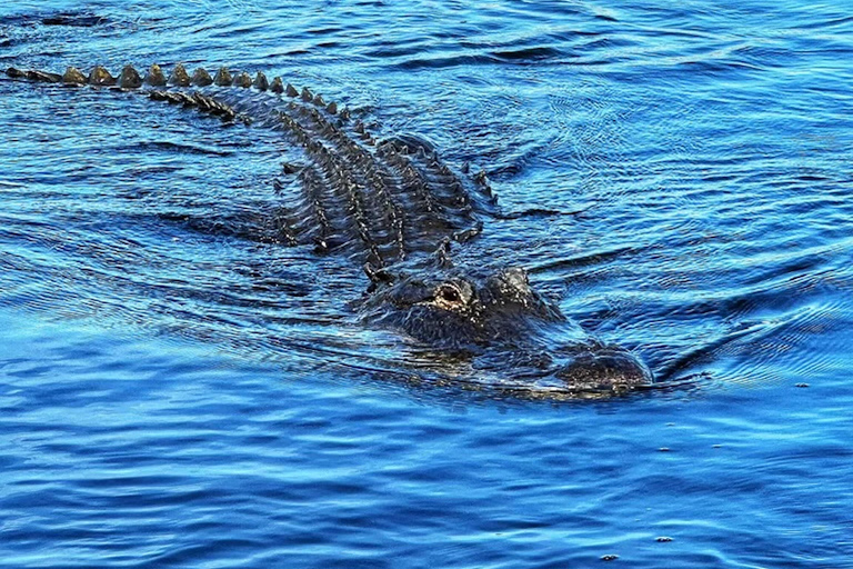 Everglades: op platbodem met vervoer