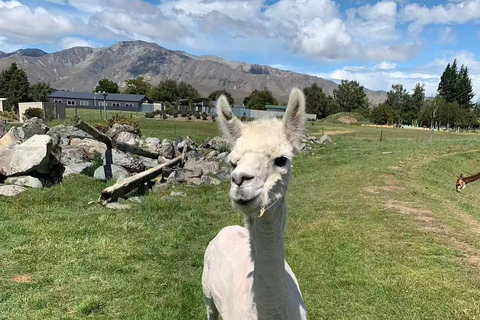 Christchurch: Lake Tekapo Day Tour with Petting Zoo