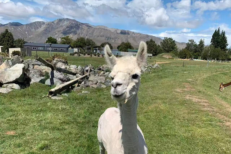 Christchurch: Lake Tekapo Day Tour with Petting Zoo