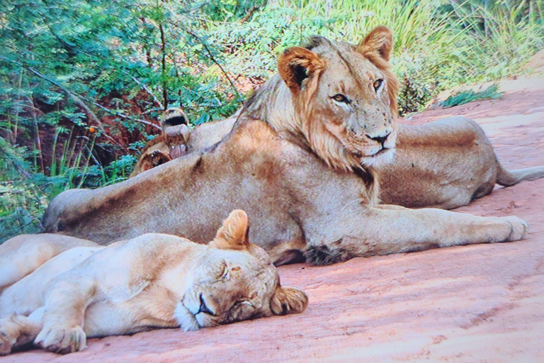 Kigali: 7-Day Safari, Wildlife Immersion, Big 5 to Gorillas