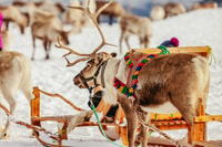 Tromsø, Reindeer Sledding & Nutrire con una guida Sami - Hizvo