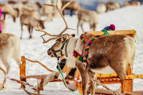Tromsø: Reindeer Sledding & Feeding with a Sami Guide