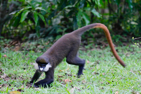 Bigodi Wetland Walk Primates & Birds near Kibale NP