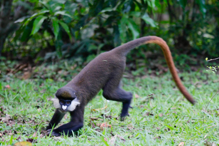 Bigodi Wetland Walk Primates & Birds near Kibale NP