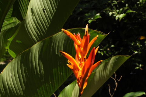 Z Huatulco: Egzotyczny ogród w ekoturystycznym ranczu i wizyta w punkcie widokowym.Z Huatulco: Egzotyczny ogród w ekoturystycznym ranczu i wizyta w punkcie widokowym