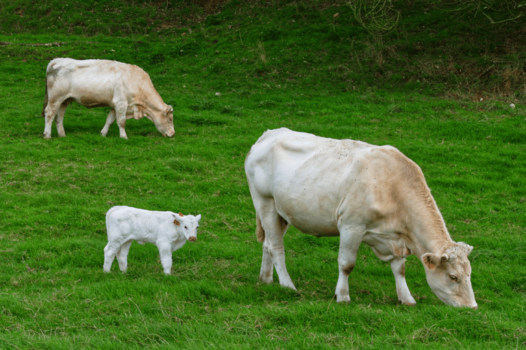 From Paris: Rouen, Etretat & Honfleur Private Day Trip Rouen Etretat and Honfleur: Private Tour from Paris