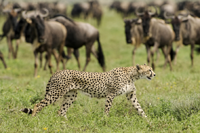 From Arusha/Moshi: 3-Day Safari, Waterfall & Hot Springs