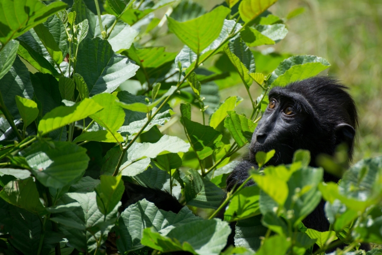4 Day: Rwanda Gorilla Safari