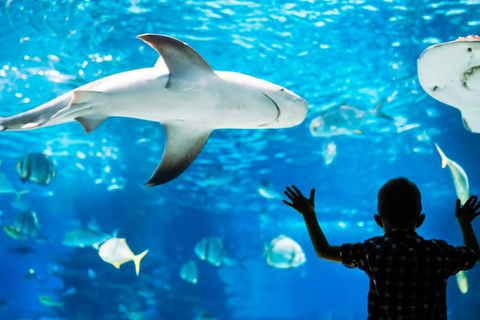 Discover AquaRio &amp; Olympic Boulevard: Marine Life and Art