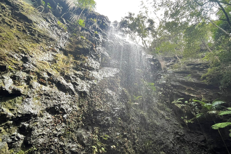 Gold Coast: Springbrook Waterfalls Private Tour