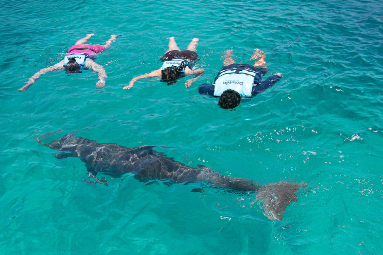 Isla Mujeres: Full Day at Dolphin Discovery Dolphin Royal Connection: Enjoy a VIP experience with two dolphins