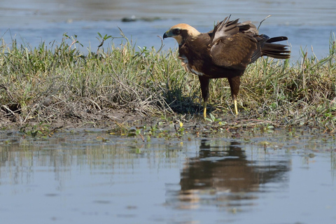 Camargue: Electric Safari with Guide in a private reserve