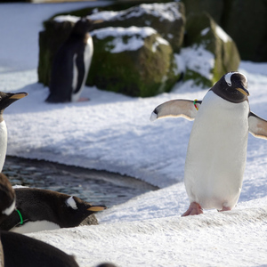 Edinburgh Zoo Entrance Ticket