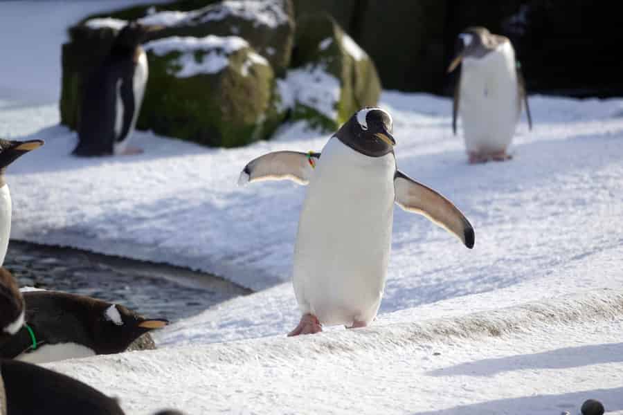 Eintrittskarte für den Zoo von Edinburgh. Foto: GetYourGuide