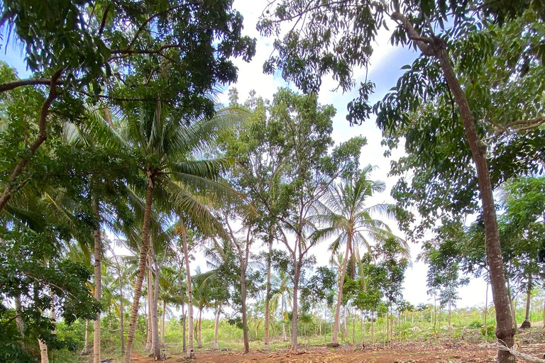 Wschodni Bohol: Anda, tarasy ryżowe, wodospady, wyspa Lamanok