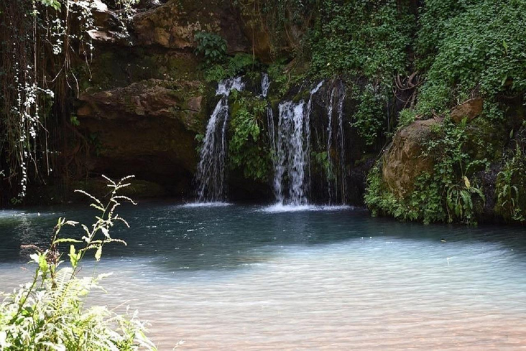 Nairobi: Caminhada pela Floresta Ngare Ndare e Canopy WalkNairobi: Caminhada pela Floresta Ngare Ndare e Passeio pela Copas das Árvores
