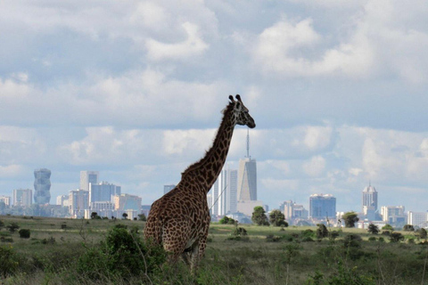 Nairobi National Park Scenic Wildlife-Packed Half-Day safari