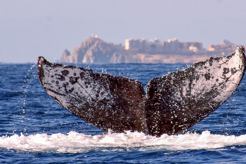 圣何塞卡波观鲸日出之旅