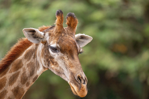 São Paulo : billet d'entrée pour le zoo de São Paulo