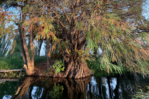 Xochimilco: Sanctuary of the Ajolote Axolotl