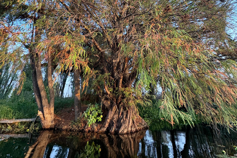 Xochimilco: Sanctuary of the Ajolote Axolotl