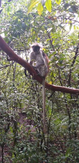 Zanzibar: Privat rundtur i nationalparken Jozani Chwaka Bay | GetYourGuide