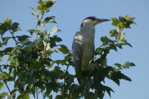 Orlando: Small Group Scenic Wekiva River Kayak Tour