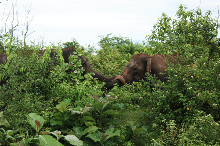 Sri Lanka Bergzug, Wasser-Rafting, Dschungel-Safari