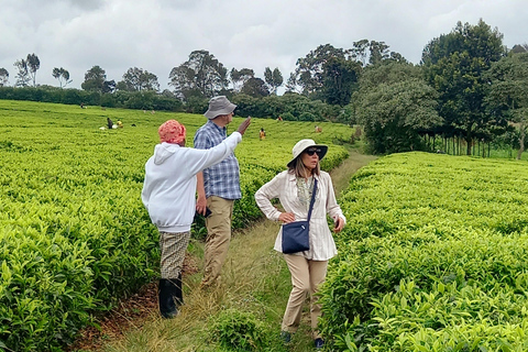 Nairobi: excursão de meio dia a uma fazenda de chá com almoço e degustação de chá.Nairóbi: Passeio de meio dia para tomar chá com almoço e degustação de chá.