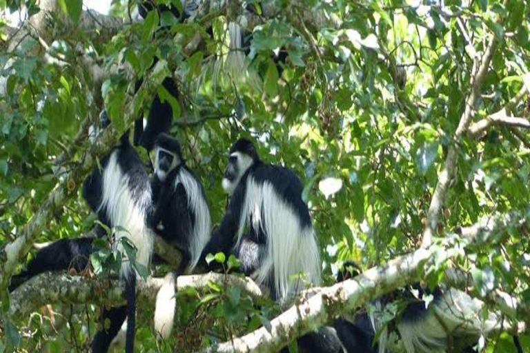 Kigali: Lake Kivu & Nyungwe National Park 2-Day Tour