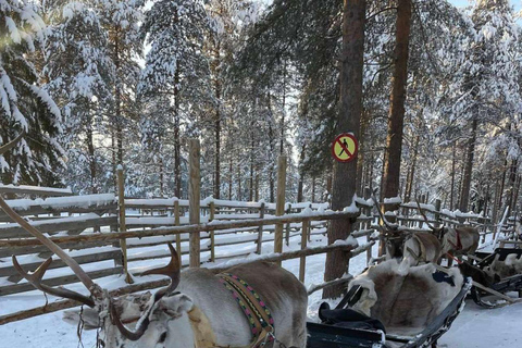 Levi: Meet Reindeer and Visit Husky Kennel