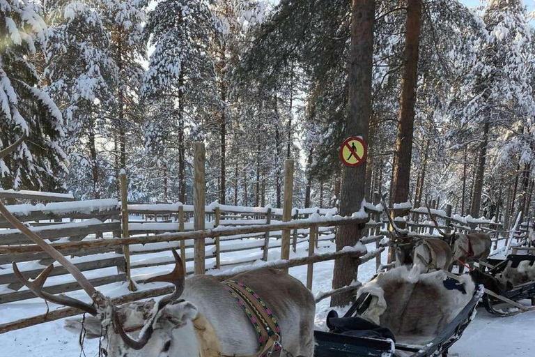 Levi: Meet Reindeer and Visit Husky Kennel