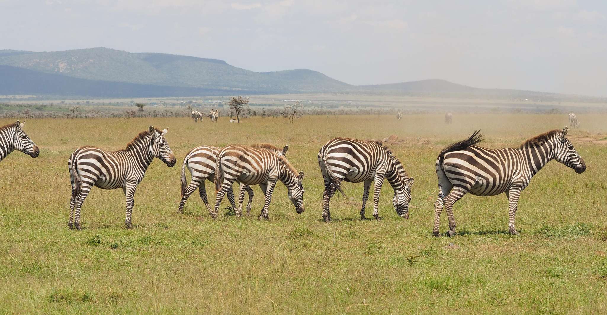 6 Days Kenya Budget Safari - Housity