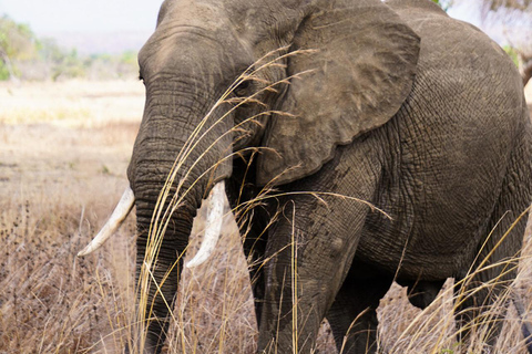 From Zanzibar: Best Day Safari Mikumi with flights and lunch