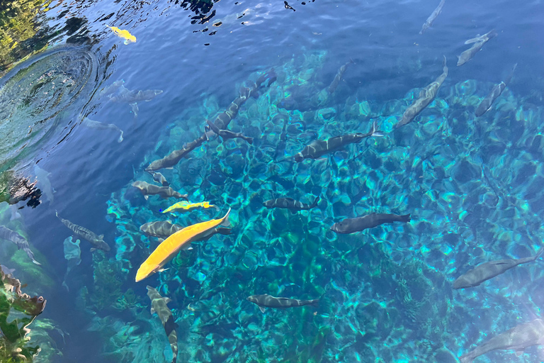 Från Tokyo: Fuji-berget eller Hakone Sightseeing Privat dagstur