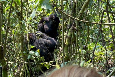 3-daagse gorillatrektocht Mgahinga Gorilla NP Oeganda via Rwanda