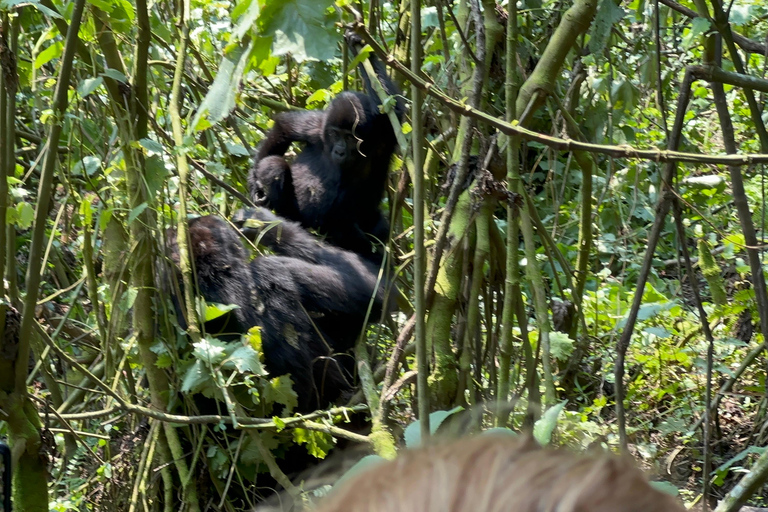 3-daagse gorillatrektocht Mgahinga Gorilla NP Oeganda via Rwanda