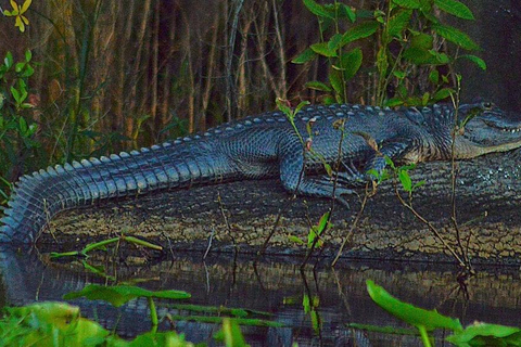 Orlando Alligator Experience: Day-Trip From Orlando Standard Option