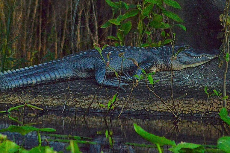 Orlando Alligator Experience: Day-Trip From Orlando Standard Option