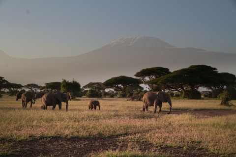 Vanuit Nairobi: rondleiding door Amboseli National Park