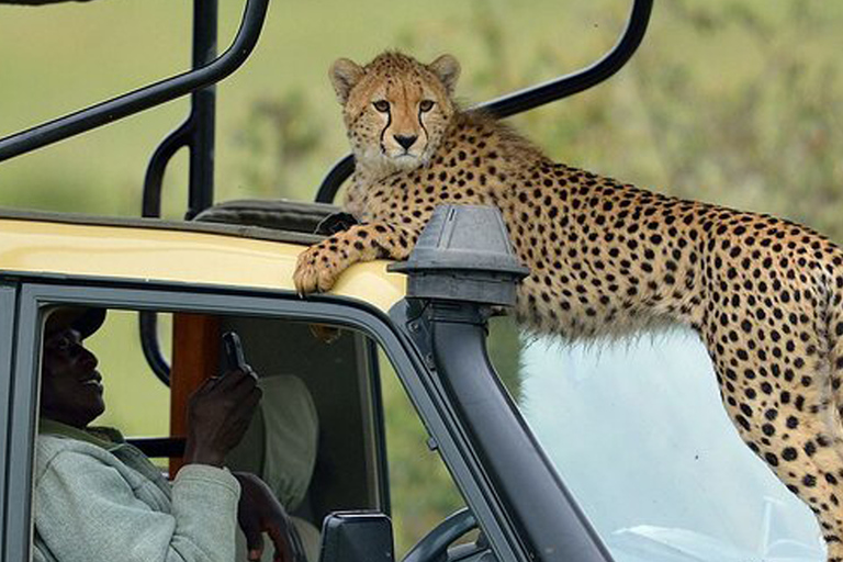 From Arusha: 3-Day Serengeti and Lake Manyara Safari