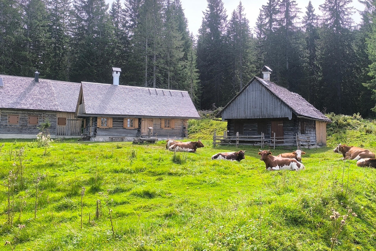 Salzkammergut: Guided e-bike tour to the alpine pastures in Gosau and Hallstatt