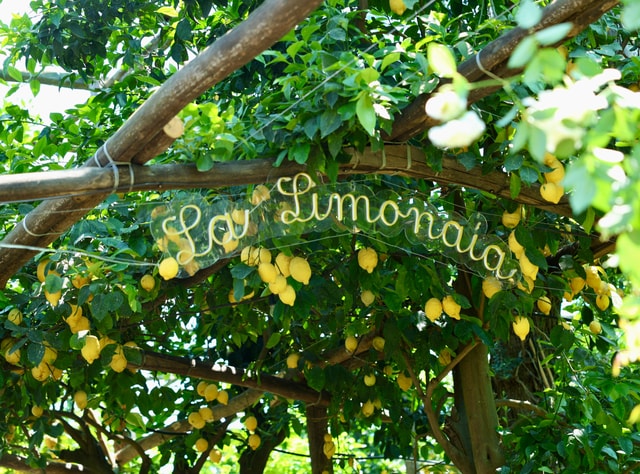 Sorrento: Lemon Tour + Cooking Class